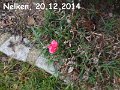Blumen und Vögel im Winter 1 (2)